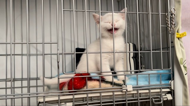 こちらが子猫時代の「ぴえん」（提供：月としらたまさん）