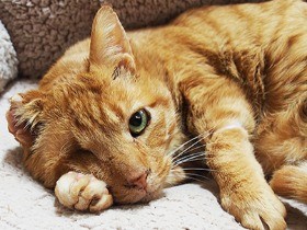 行き倒れのようなヨレヨレの猫　今では「可愛くて、いとしくて」