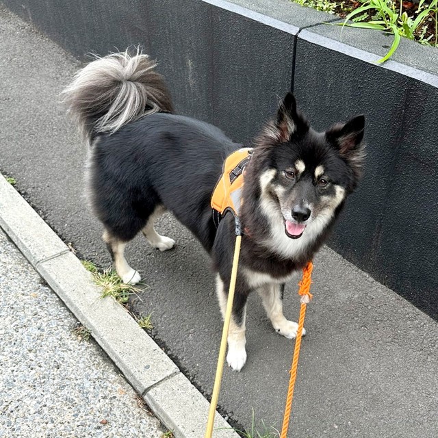 散歩中、飼い主さんを見つめるみかんちゃん（画像提供：うーさんみーさん）