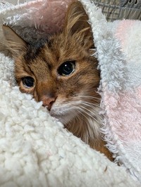 最初はおむつを嫌がったものの、自ら外すことはしなかった