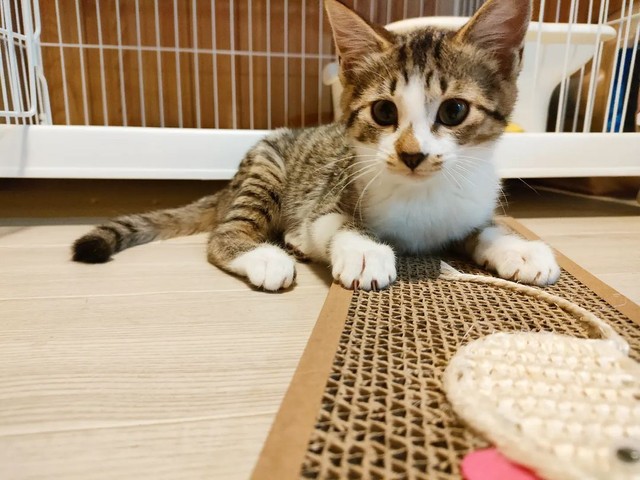 こみちちゃん、爪研ぎデビューした時