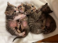 乳飲み子を育てるのは大変です（画像提供：みやこねこさん）