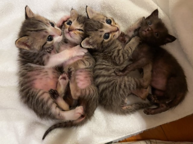 乳飲み子を育てるのは大変です（画像提供：みやこねこさん）