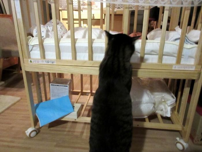 「どれどれ、この新生物は何者？」