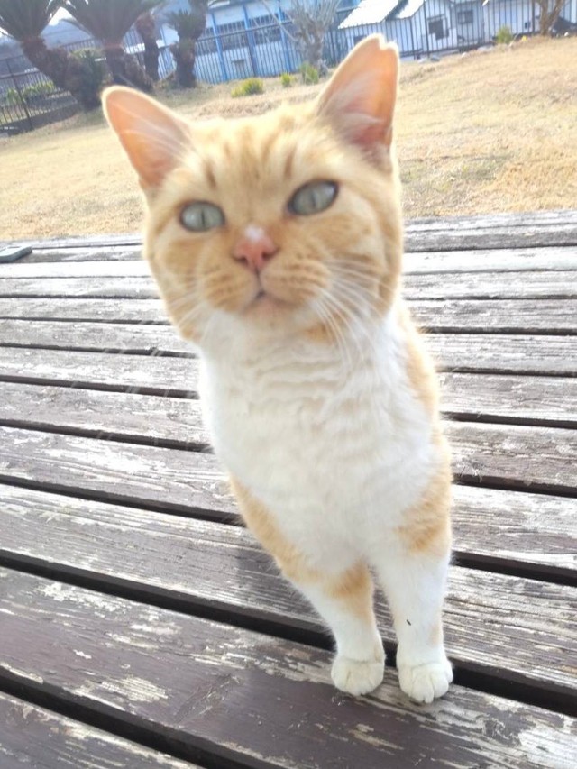 【ビフォー写真】家猫ちゃんになる前、お家に入れて欲しそうなにこちゃん（提供：ねこいろ日記さん）