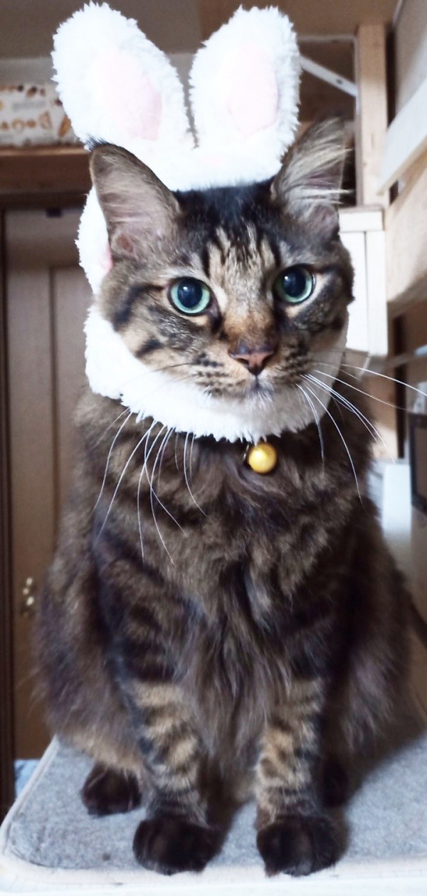 うさぎのようなコスプレをしたたまちゃん（画像提供：ハナちゃん）