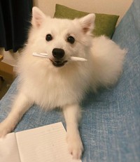 飼い主さんと一緒にトレーニングするのが大好きな、ぽぽくん（提供：ぽぽさん）