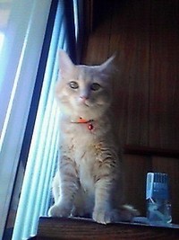 結局、いつもおうちにおられるAさんとみいちゃんは、大の仲良しになりました。