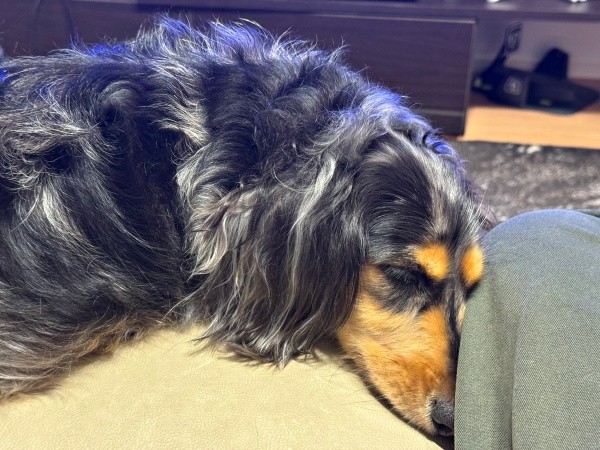 プールで遊んだあと、爆睡するピノくん（画像提供：ピノさん）