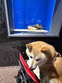 だんだん疲れがみえてきたゆめちゃん（画像提供：柴犬の見る夢さん）