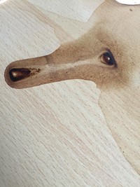 シカのような動物の顔に見えるコーヒーのシミ／&HAPPY CAFE 北軽井沢さん（@andhappycafekitakaruizawa）提供