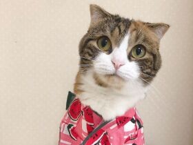 先住猫「コテツ」「モツ」に続く“ホルモン兄妹”の末っ子　マンチカン「おはつ」