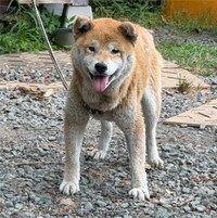ご機嫌なひまちゃんだが…猫を見ると育児疲れしたお母さんの様な表情になるとか（「柴桜 三朗太」さん提供、Xよりキャプチャ撮影）