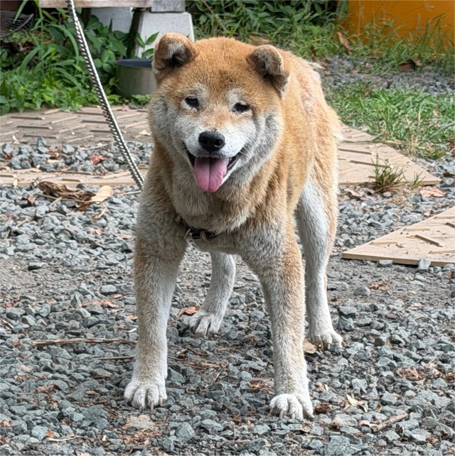 ご機嫌なひまちゃんだが…猫を見ると育児疲れしたお母さんの様な表情になるとか（「柴桜 三朗太」さん提供、Xよりキャプチャ撮影）