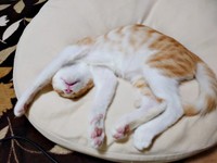 お迎えから1カ月、へそ天になって眠る茶々くん（画像提供：茶々のちニャンキー時々ガブ男（猫垢）さん）