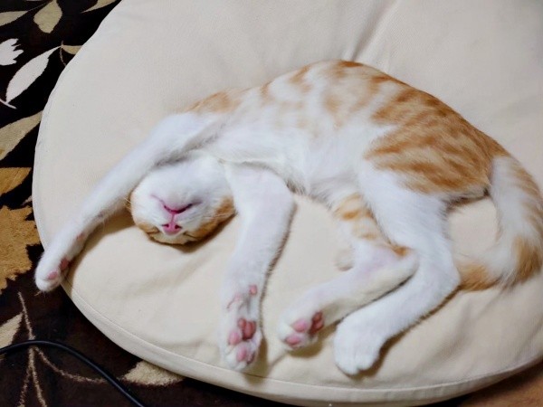 お迎えから1カ月、へそ天になって眠る茶々くん（画像提供：茶々のちニャンキー時々ガブ男（猫垢）さん）