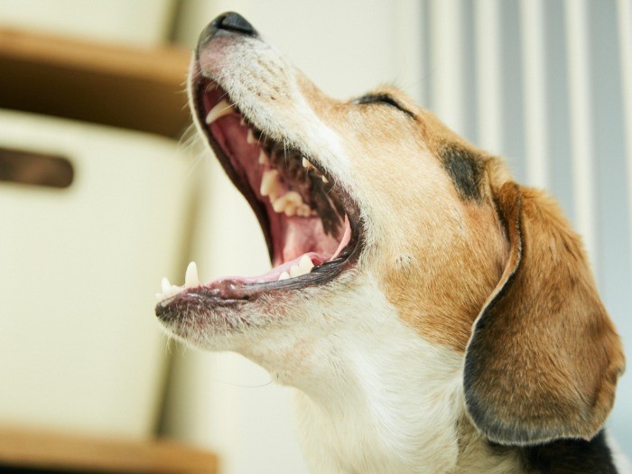 たくさん遊んでごきげん。