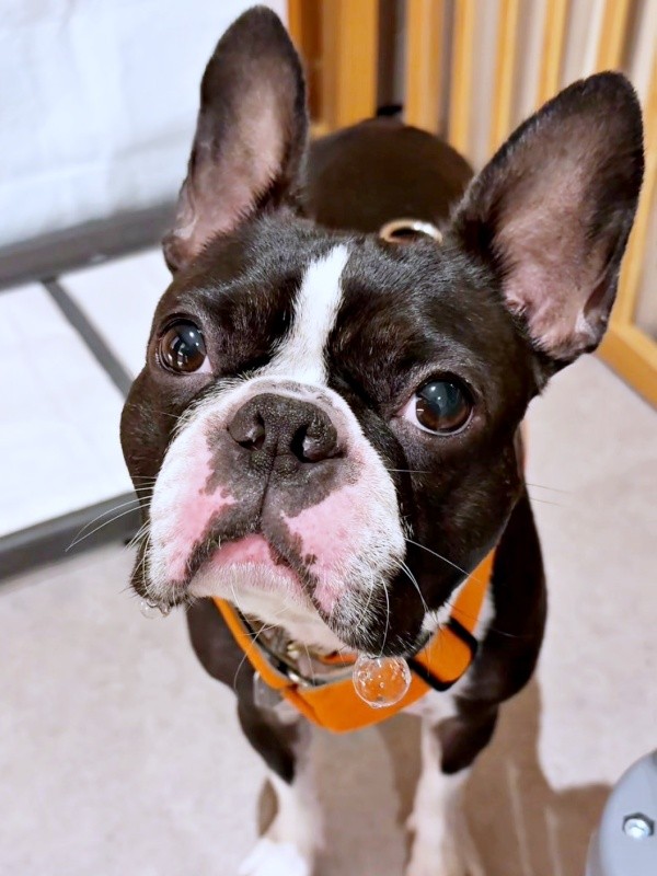 きゅるんとした瞳が愛らしいぶーちゃん（画像提供：ぶー︙フレブル×ボステリMixさん）