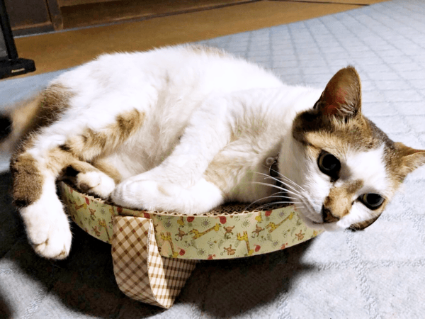 爪研ぎの上で寝そべるみぃ～みぃ～ちゃん（画像提供：みぃ～みぃ～ちゃんとジャミラズさん）