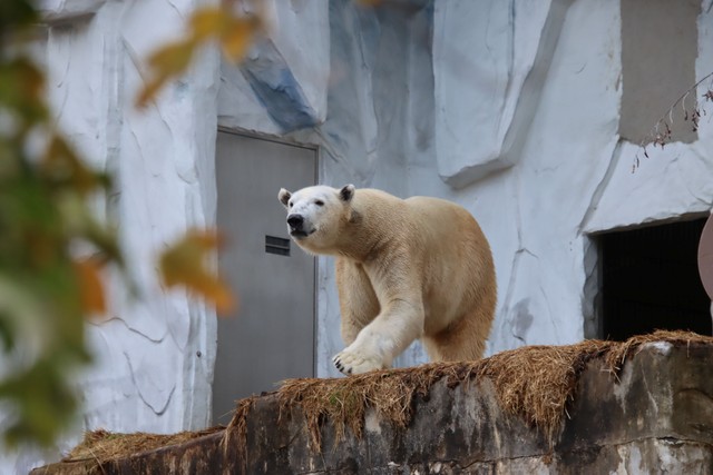 歩くフブキ＝2025年11月