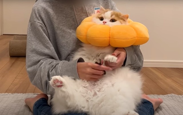 エリザベスカラーが邪魔で爪が切りにくい・・・（「猫のレモンちゃんねる」さん提供、YouTubeよりキャプチャ撮影）