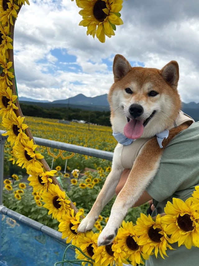 「パネル」から出した顔が全然笑ってなかった柴犬、ちびこちゃん。愛犬の可愛い姿を撮るため、後ろでがんばる「おとん」さん（画像提供：柴犬ちびこさん）