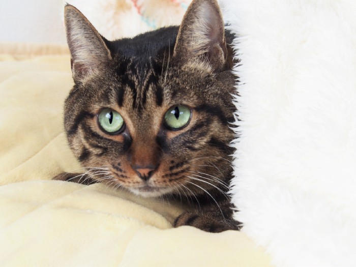 ふわふわ毛布がお気に入りのレオ