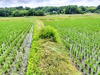 草刈りを終えたはずの場所に一部、草が残されている場所がーー（画像提供：パフまりこ たぬき社:稲作本店さん）