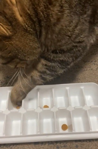 製氷トレーで遊ぶ獣医にゃんとすさんのお宅の猫ちゃん