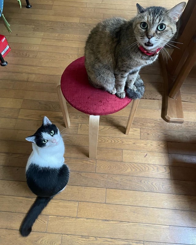 貴重なツーショット＝hachiware_natsuさん提供