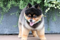 仁王立ちもかわいいたろ吉ちゃん（画像提供：たろ吉（メスのポメ）の飼い主さん）