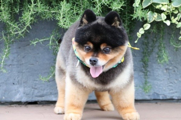 仁王立ちもかわいいたろ吉ちゃん（画像提供：たろ吉（メスのポメ）の飼い主さん）