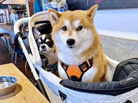 お出かけ中のひとコマ（奥から）いくらちゃん、あずきちゃん（画像提供：林さん）