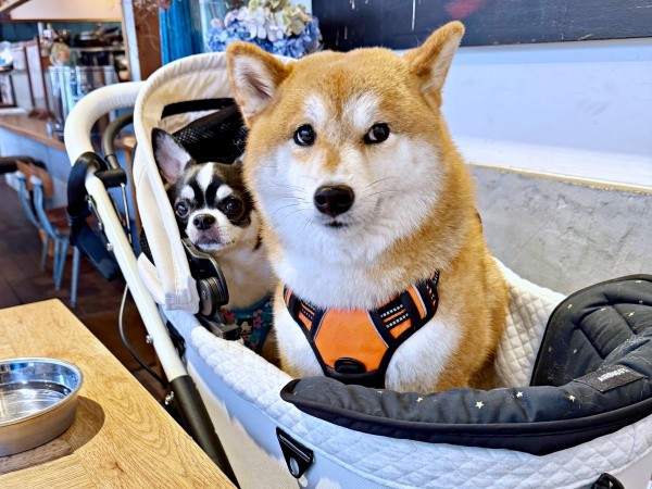 お出かけ中のひとコマ（奥から）いくらちゃん、あずきちゃん（画像提供：林さん）