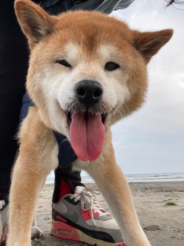 いつも笑顔だったモカ