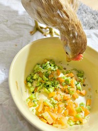 ご飯を食べるゴマちゃん（画像提供：ぴいちょさん）