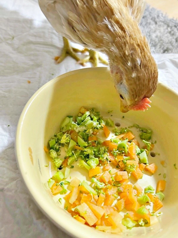 ご飯を食べるゴマちゃん（画像提供：ぴいちょさん）