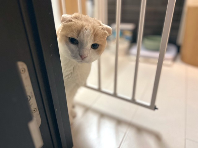 生前のまるちゃん。多頭飼育崩壊寸前のブリーダーから保護されたスコティッシュだった（飼い主さん提供）