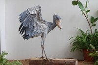 ハシビロコウの羽の様子