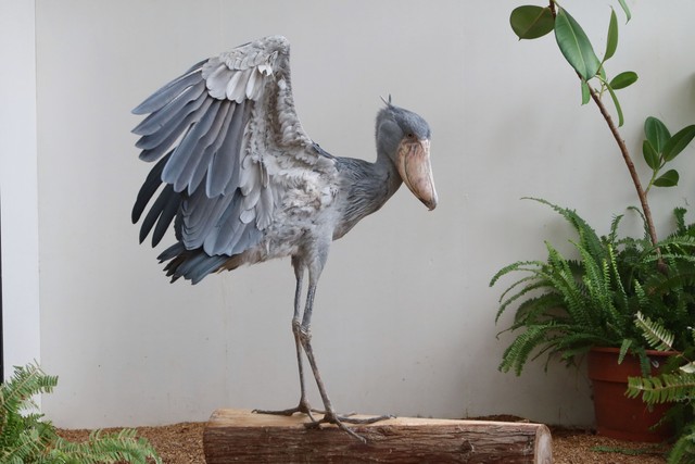 ハシビロコウの羽の様子