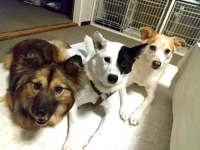 トレーナーの上形さん宅にて、保護犬部所属の保護犬（左）と、上形さんの愛犬（右）と一緒に（稲垣さん提供）