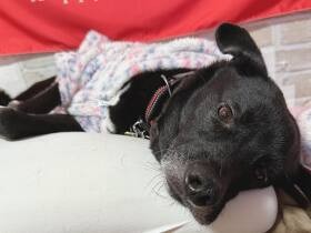 「どこ行くの？」と言いたげな表情が可愛いらしい　くっつきたがりの雑種犬「ロック」