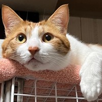 洗剤ラックの上でまったりしているパインくん