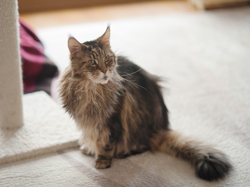 「僕は16歳。実はお母さんの父さんと同じくらいの歳なんだ」（小林写函撮影）