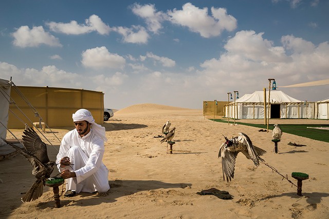 ABU DHABI, UAE: A falcon hunting camp in the desert outside Abu Dhabi, UAE. This camp uses captive bred Houbara Bustards, the preferred prey species of Arab Falconers across the region. In the UAE, where a huge amount of progress has occurred at an accelerated rate over the last 60 years, falconry is seen as a link back to the past and to the ancient culture of the Bedouin. Falcons were used for centuries for hunting food and the Arabs have a long association with falcons. Nowadays it is the sport of choice across the Arab world. Twenty years ago, most of the falcons used were from wild capture, a fact that meant falcons were taken from the wild and subjected to long and dangerous journeys from as far away as Siberia and Mongolia. Many did not survive and those that did often arrived sick and in poor condition. Most of those falcons also came from colder climates and did not survive the heat of the desert region. These days, the vast majority of falcons used in the UAE are captive bred birds.