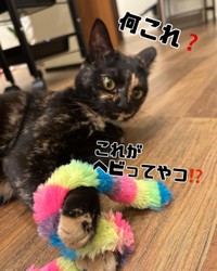 蛇だ！蛇だよ〜！＝atorie_hijikiさん提供
