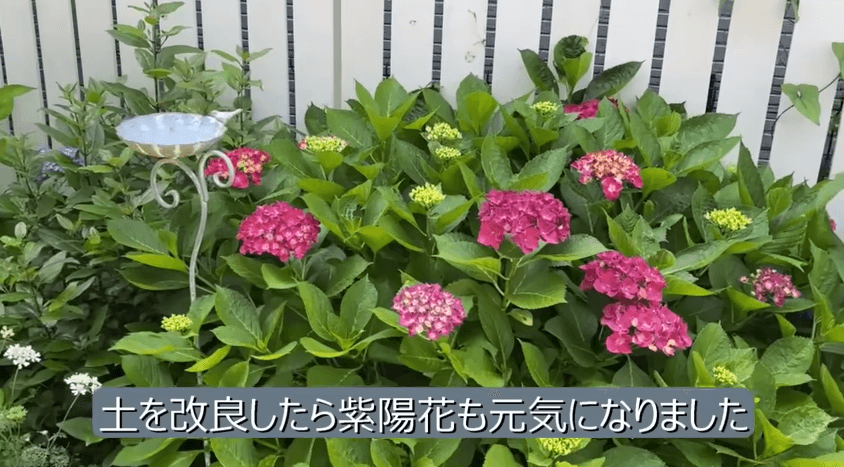 元々あった紫陽花は植え替えて土を改良。DIY後の庭に生かしました／akaneさん（@DIY-akane24）提供