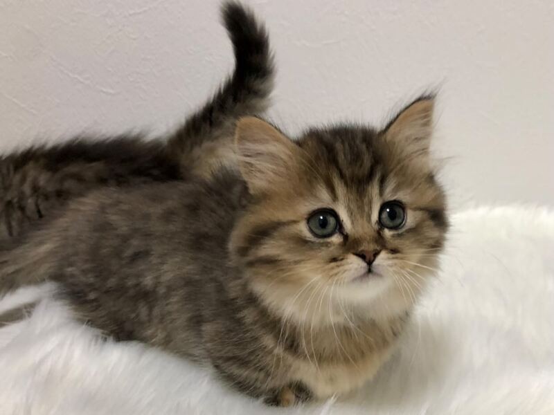 家にきたころの「るちゃ」