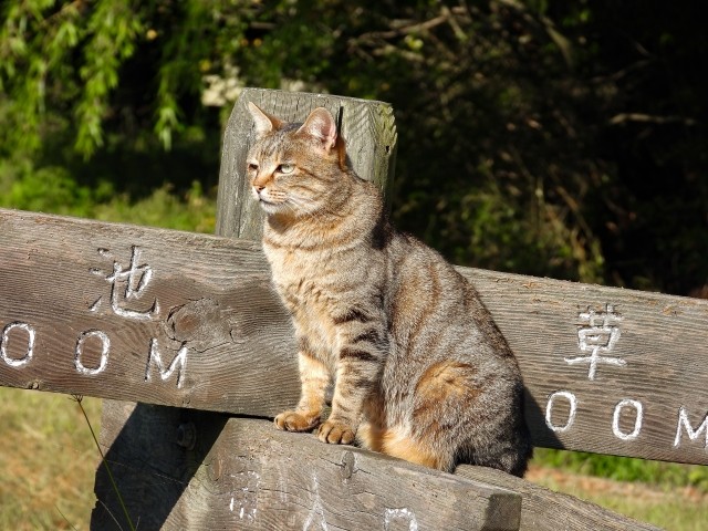 キジトラは、猫の祖先とされるリビアヤマネコに最も近い毛色（photoACより「right-w」さん撮影、イメージ画像）