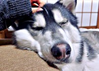 なでなでしてもらって心地良さそうなおとびくん（画像提供：おとび シベリアンハスキー（カイヌシ：ナルコ）さん）